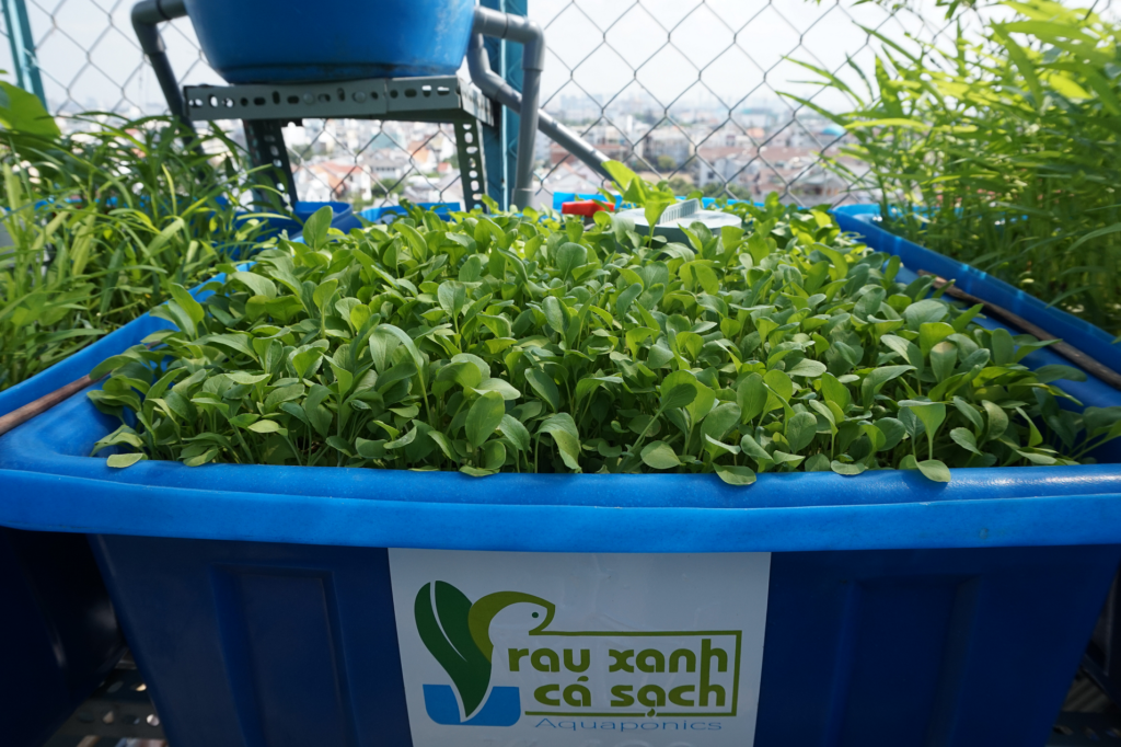 Hệ thống Rau Xanh Cá Sạch Aquaponics