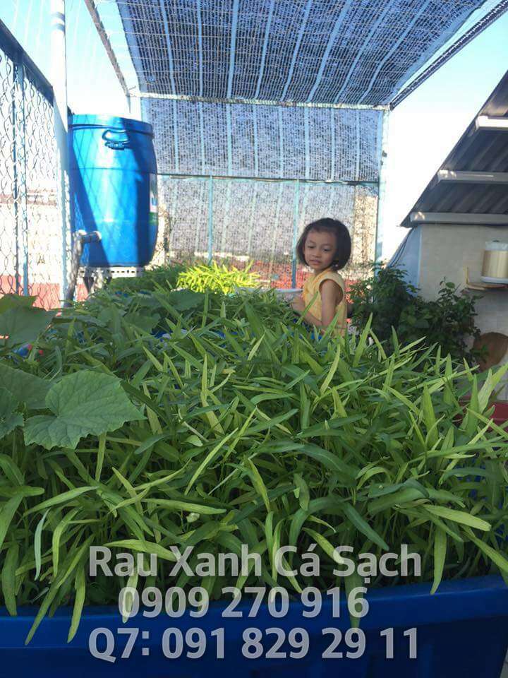 RauXanhCaSachAquaponics-1