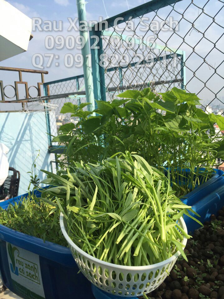 RauXanhCaSachAquaponics