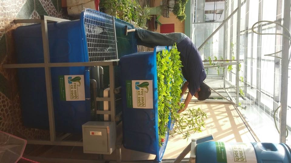 kiểm tra chăm sóc rau trong hệ Aquaponics