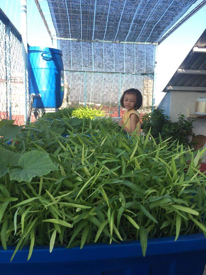 rau muống hệ RXCS