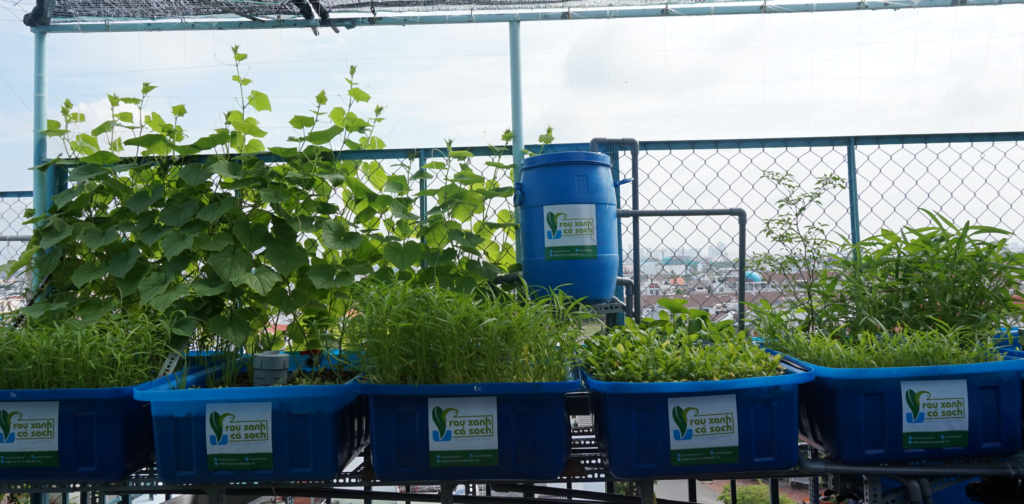 rau-xanh-ca-sach-aquaponics-he-5-khay-rau