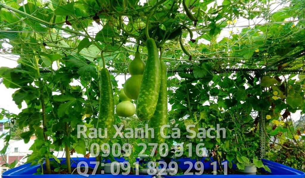 RauXanhCaSachAquaponics2