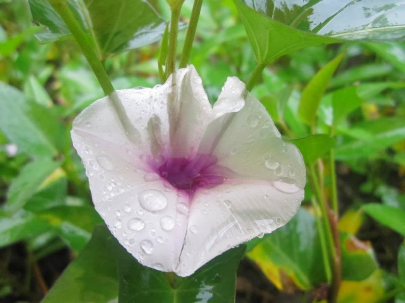 hoa-rau-muong