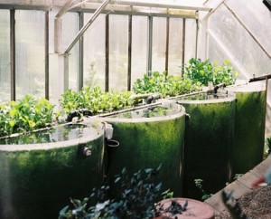 lich-su-aquaponics3