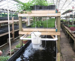 lich-su-aquaponics4