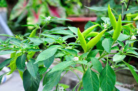 ot-1