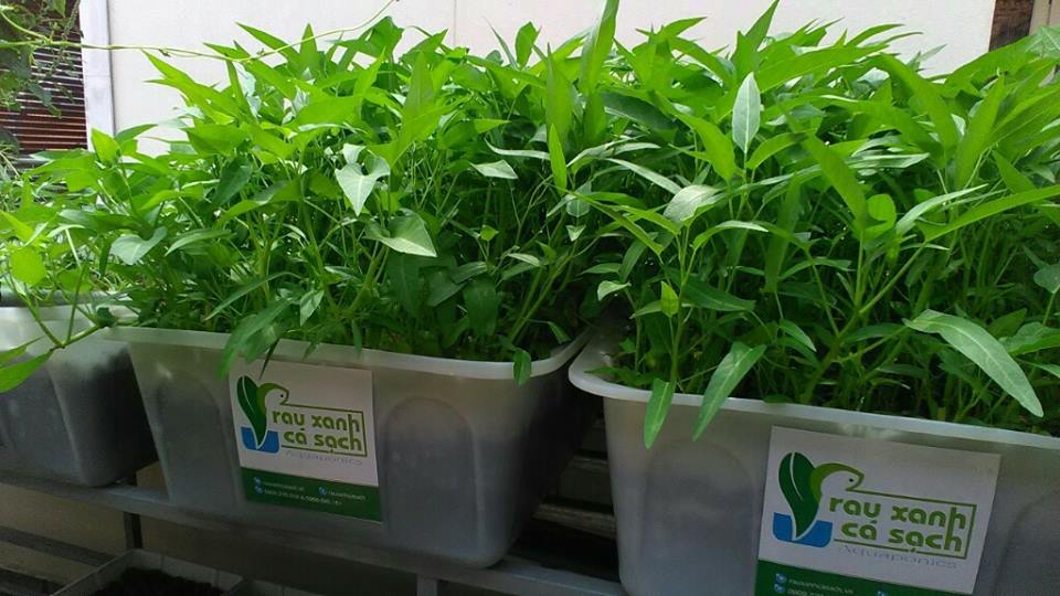 Cách trồng rau muống bằng cách gieo hạt