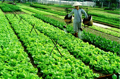 Thế nào là rau an toàn, rau hữu cơ?