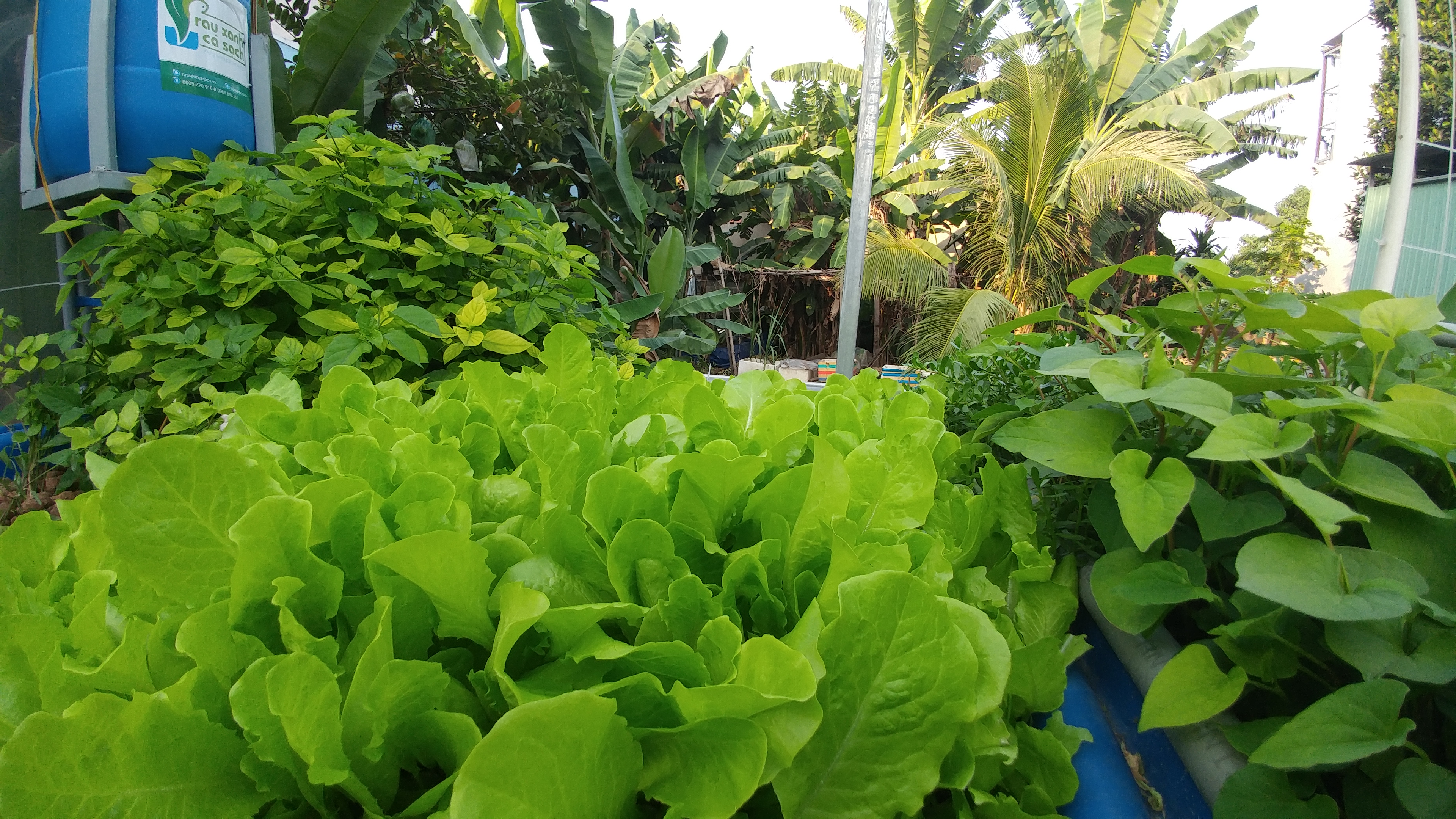 xa-lach-trong-he-aquaponics