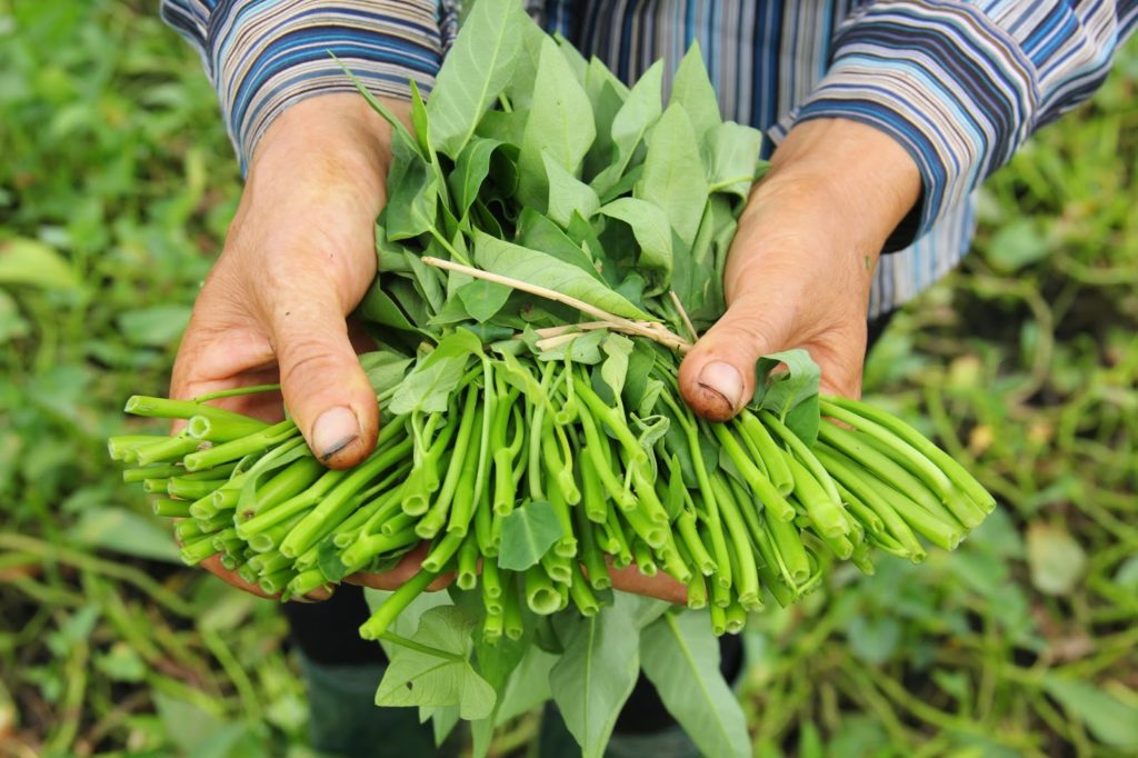 cach-nhan-biet-tung-loai-rau-cu-qua-thong-thuong3