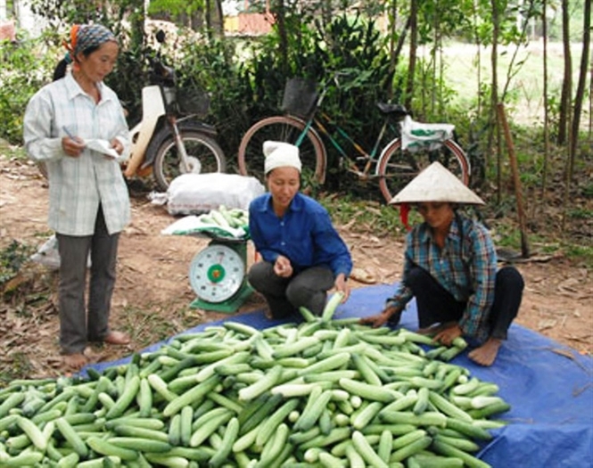 neu-khong-biet-nguon-goc-cua-rau-thi-nen-han-che-mua5