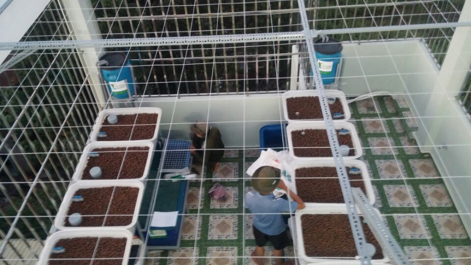 hệ đôi aquaponics gồm 2 bồn cá và trên 10 khay rau
