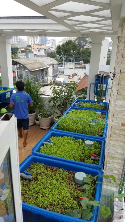 dich-vu-cham-soc-dinh-ky-gian-aquaponics_1