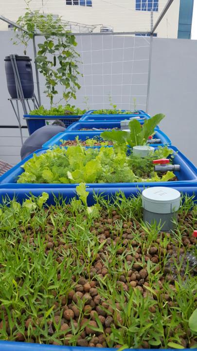 dich-vu-cham-soc-dinh-ky-gian-aquaponics_3