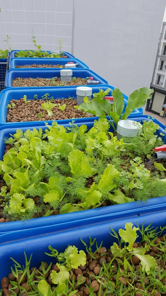 xa-lach-aquaponics_1