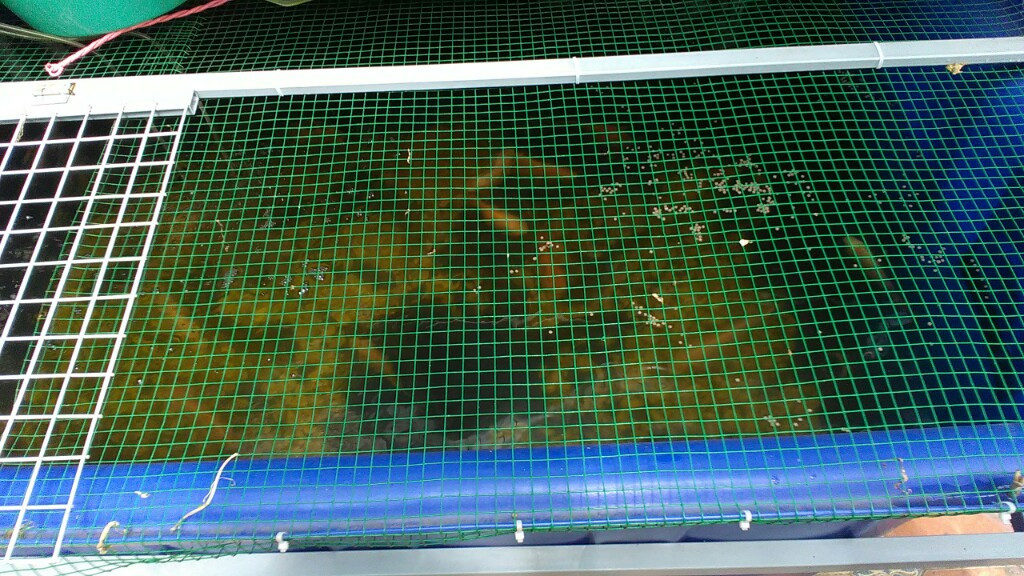 Ca-trong-he-aquaponics