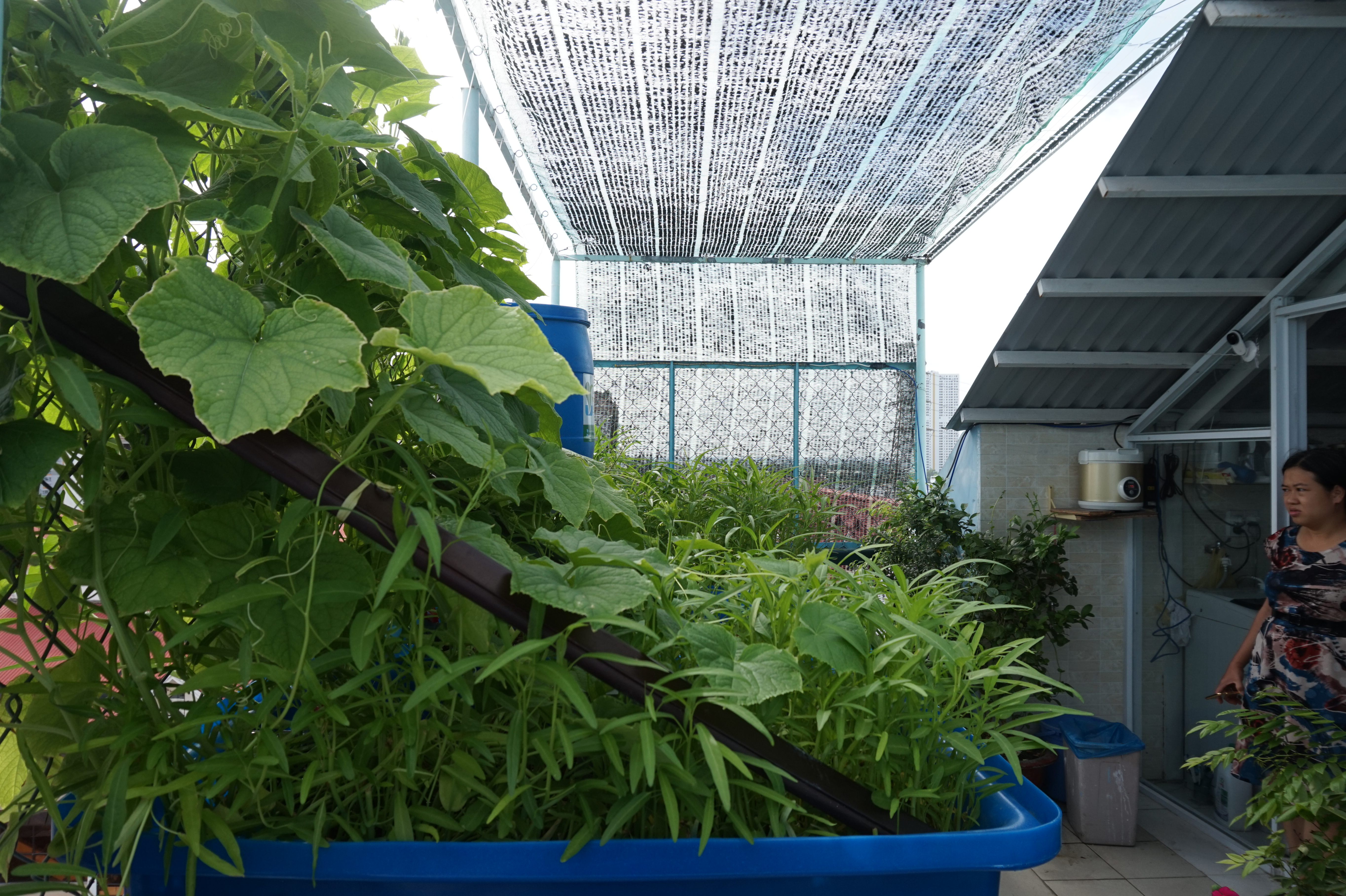 he-aquaponics-tren-san-thuong-chung-cư