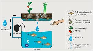 aquaponics1