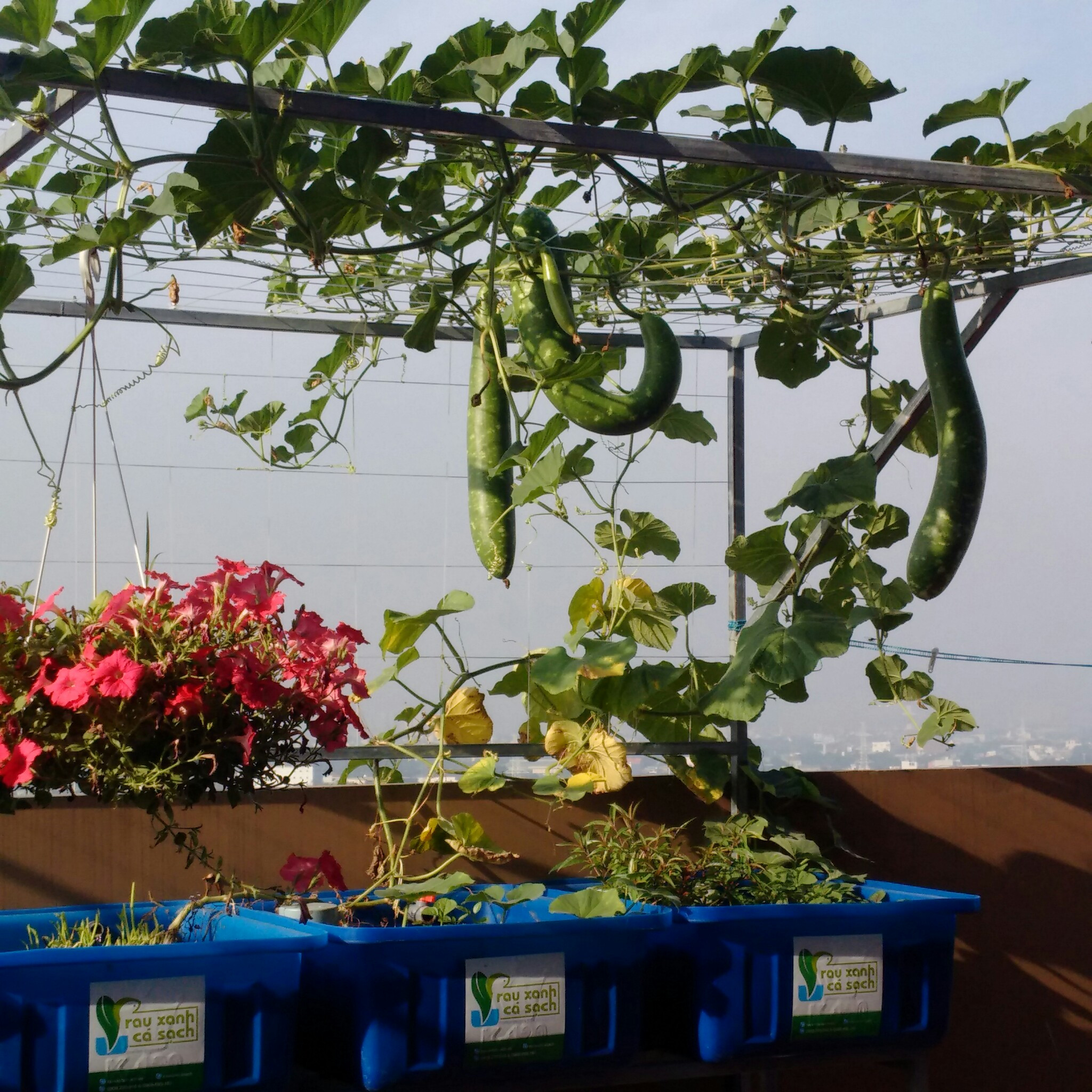 muop-ran-trong-he-aquaponics