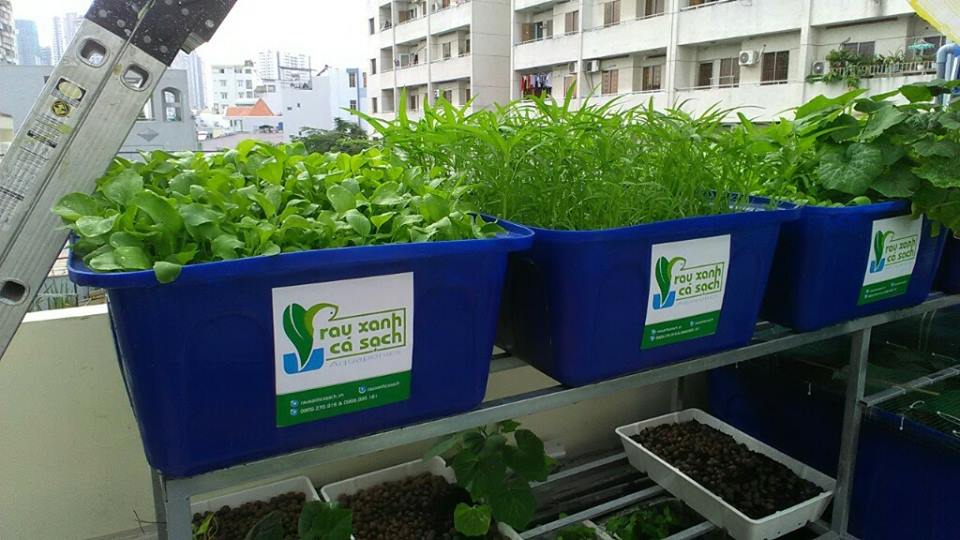 bau-bi-dao-bi-ngo-trong-he-aquaponics-rau-muong-rau-cai