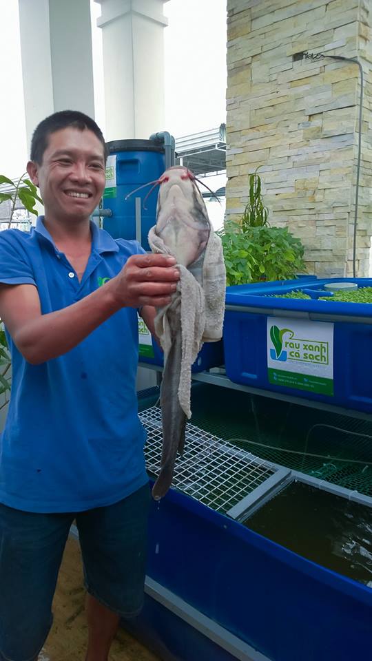 Cá sạch được nuôi trong hệ thống vườn rau sạch Aquaponics1