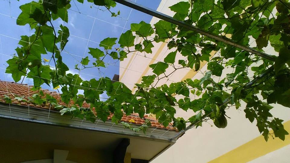 Các loại cây trồng thích ứng với hệ thống Aquaponics4