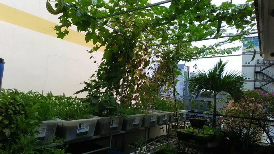 Các loại cây trồng thích ứng với hệ thống Aquaponics5