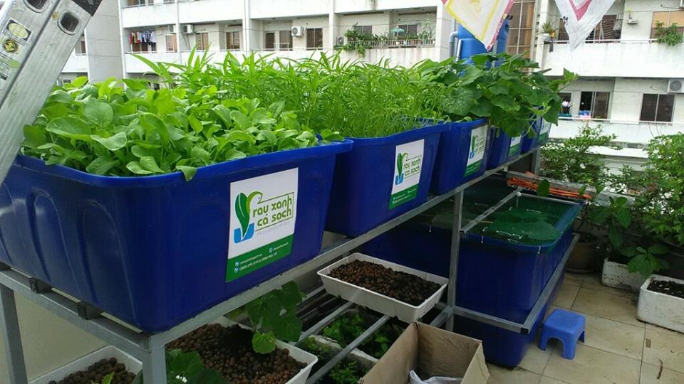 Dịch vụ trồng rau nuôi cá Aquaponics trên sân thượng ở TP. Hồ Chí Minh2