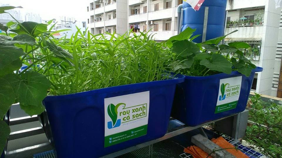 Dịch vụ trồng rau nuôi cá Aquaponics trên sân thượng ở TP. Hồ Chí Minh4