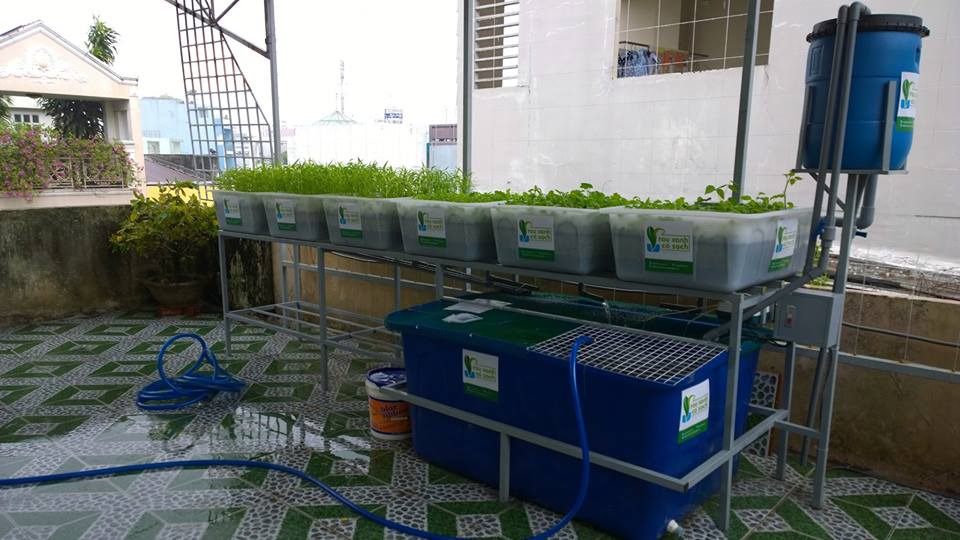 Dịch vụ trồng rau sạch hữu cơ, rau sạch Aquaponics tại nhà