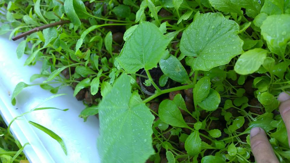 Dịch vụ trồng rau sạch hữu cơ, rau sạch Aquaponics tại nhà3