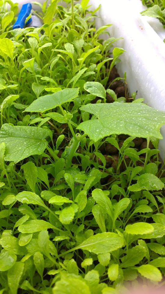 Dịch vụ trồng rau sạch hữu cơ, rau sạch Aquaponics tại nhà4