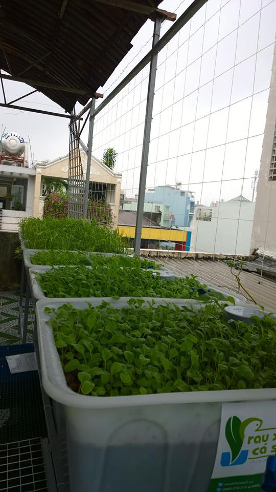 Dịch vụ trồng rau sạch hữu cơ, rau sạch Aquaponics tại nhà5