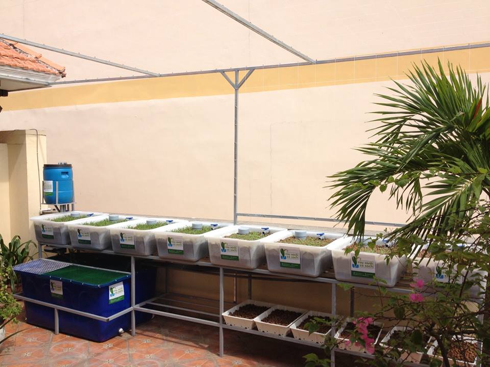 Lắp đặt giàn rau sạch hữu cơ và giàn rau sạch Aquaponics tại nhà3