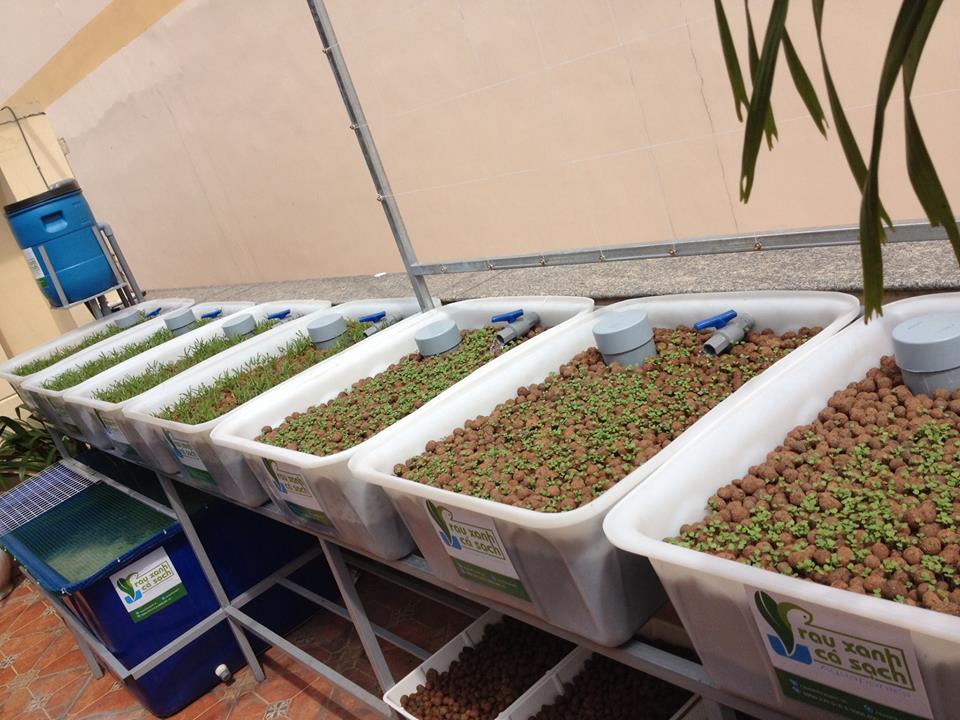 Lắp đặt giàn rau sạch hữu cơ và giàn rau sạch Aquaponics tại nhà4