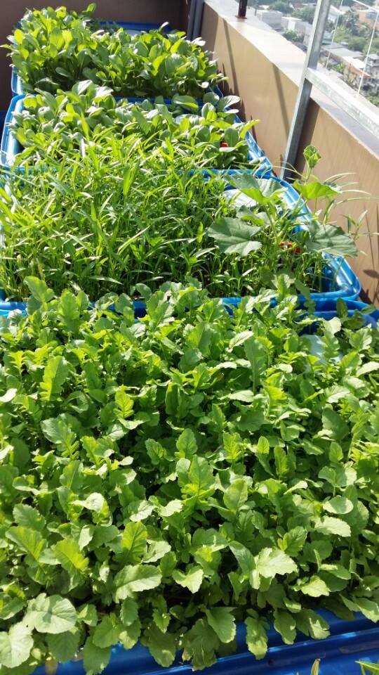 Mách bạn cách trồng và cách nhận biết rau hữu cơ3