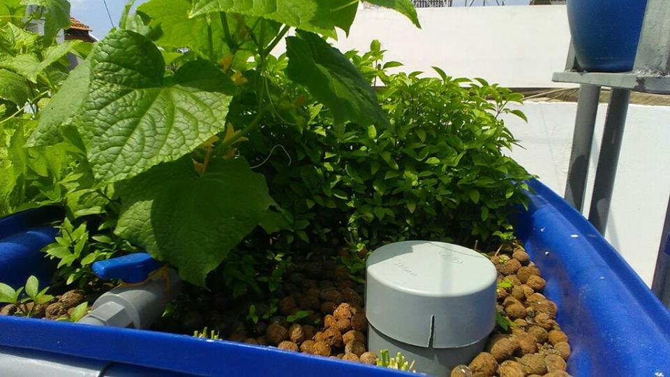 Rau sạch tươi xanh của hệ thống rau xanh cá sạch Aquaponics1