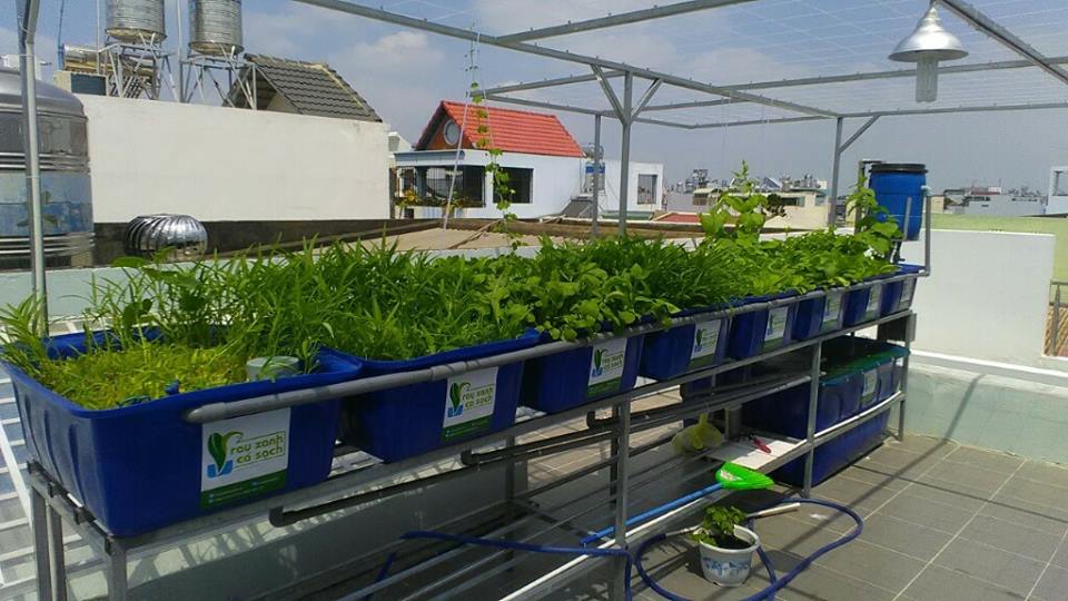 Rau sạch tươi xanh của hệ thống rau xanh cá sạch Aquaponics4