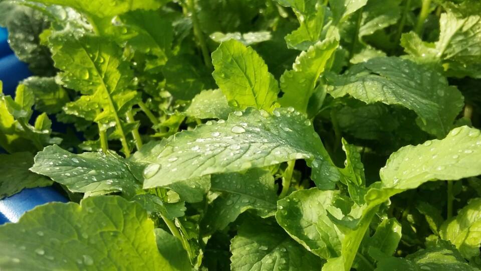 Tiện ích của giàn rau xanh cá sạch Aquaponics mang lại1