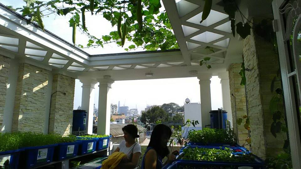 Trồng rau nuôi cá Aquaponics phủ xanh sân thượng