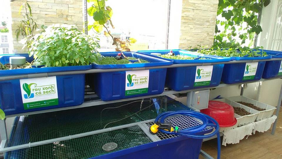 Trồng rau nuôi cá Aquaponics phủ xanh sân thượng1