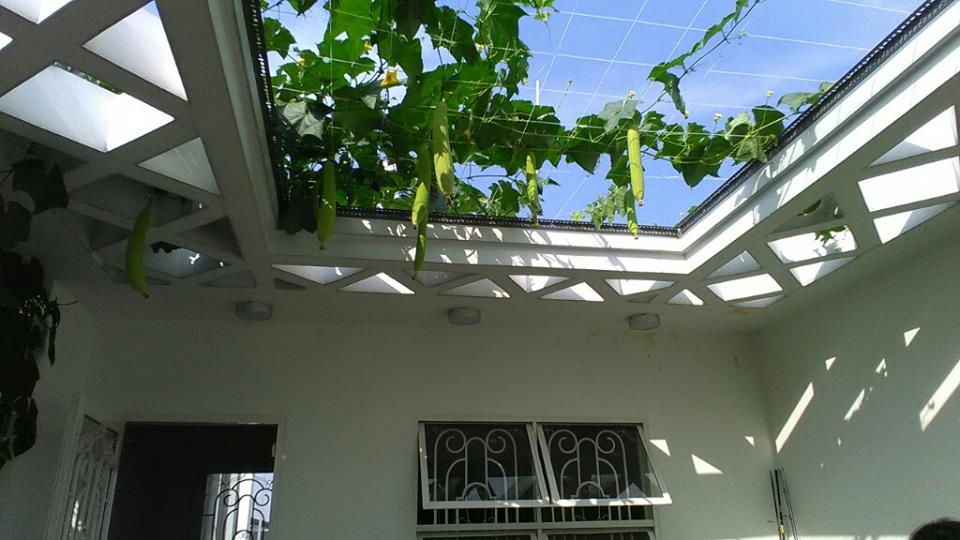 Trồng rau nuôi cá Aquaponics phủ xanh sân thượng4