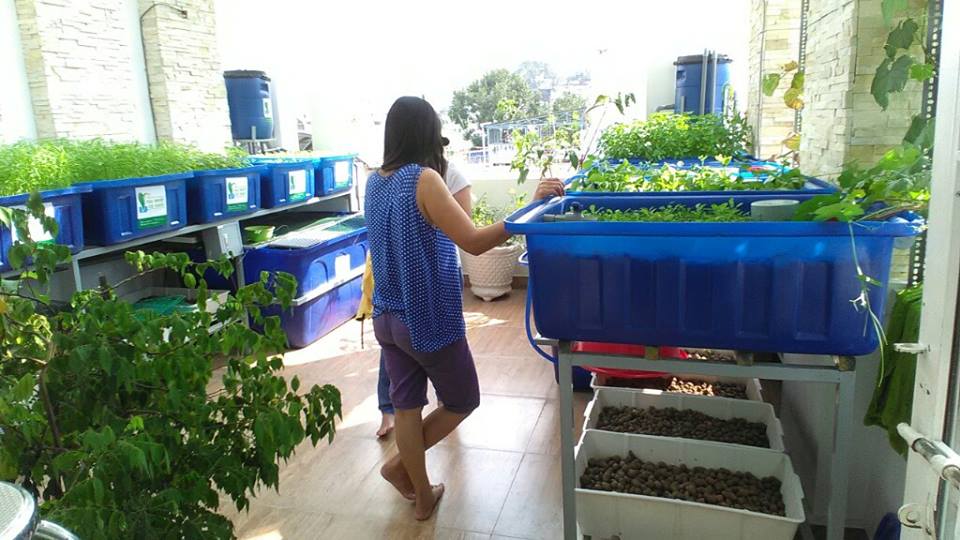 Trồng rau nuôi cá Aquaponics phủ xanh sân thượng5
