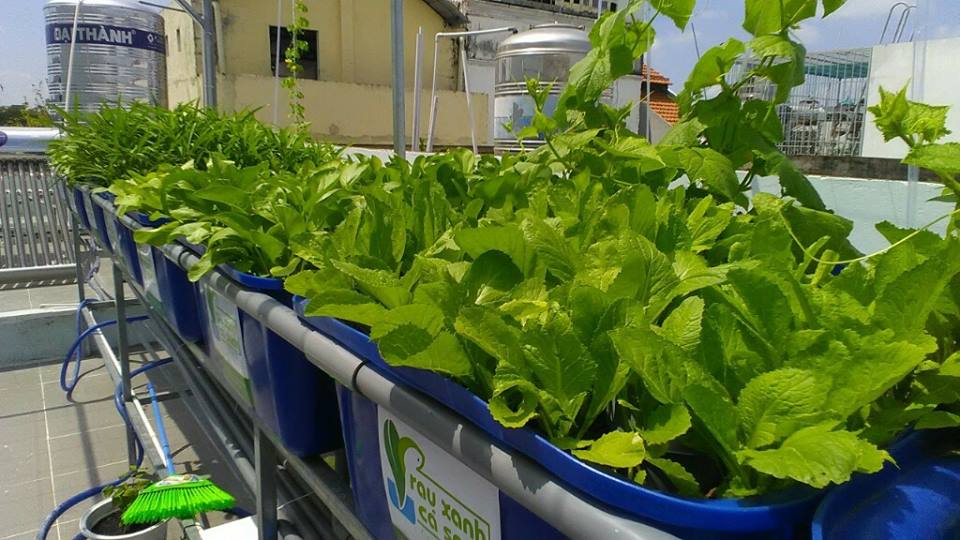 Trồng rau sạch Aquaponics - Cung cấp thực phẩm sạch cho bữa ăn gia đình5