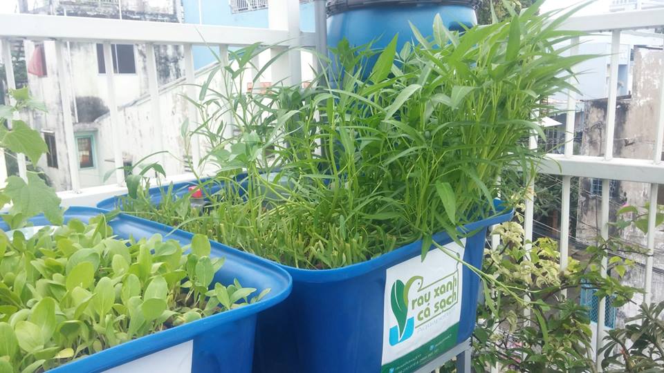 Tại sao nên lắp đặt giàn rau sạch hữu cơ và giàn rau sạch Aquaponics