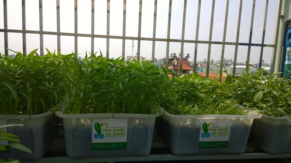Vườn rau xanh sạch trên không giữa thành phố nhộn nhịp1