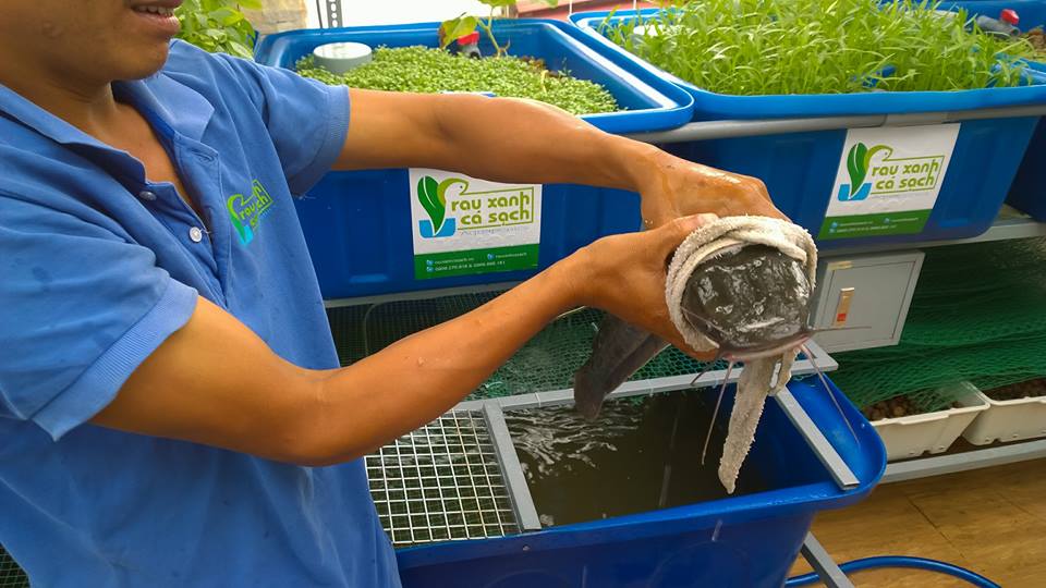 Với mục tiêu lợi ích của khách hàng là trên hết, hệ thống Aquaponics của RXCS đang từng ngày được nâng cao chất lượng để phục vụ quý khách hàng.10