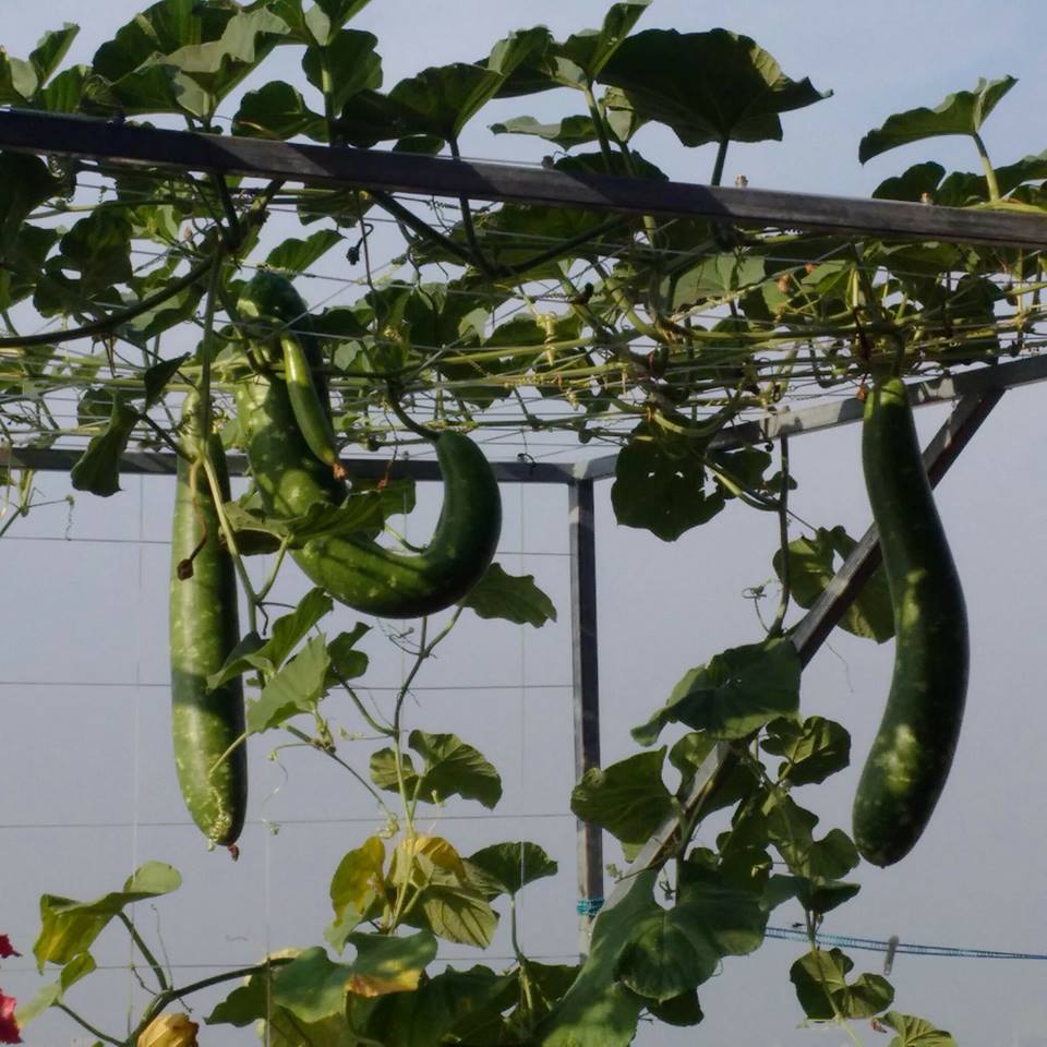 Với mục tiêu lợi ích của khách hàng là trên hết, hệ thống Aquaponics của RXCS đang từng ngày được nâng cao chất lượng để phục vụ quý khách hàng.14