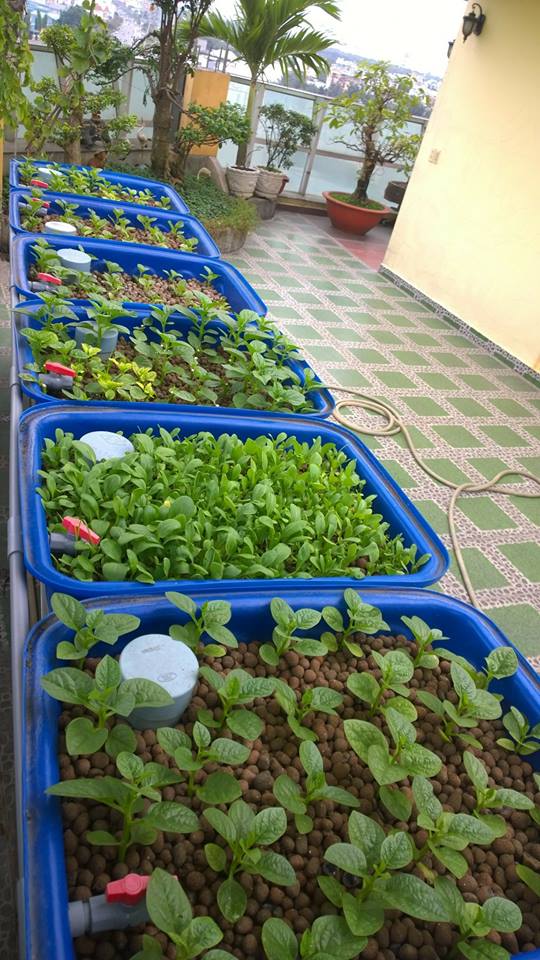 Với mục tiêu lợi ích của khách hàng là trên hết, hệ thống Aquaponics của RXCS đang từng ngày được nâng cao chất lượng để phục vụ quý khách hàng.15